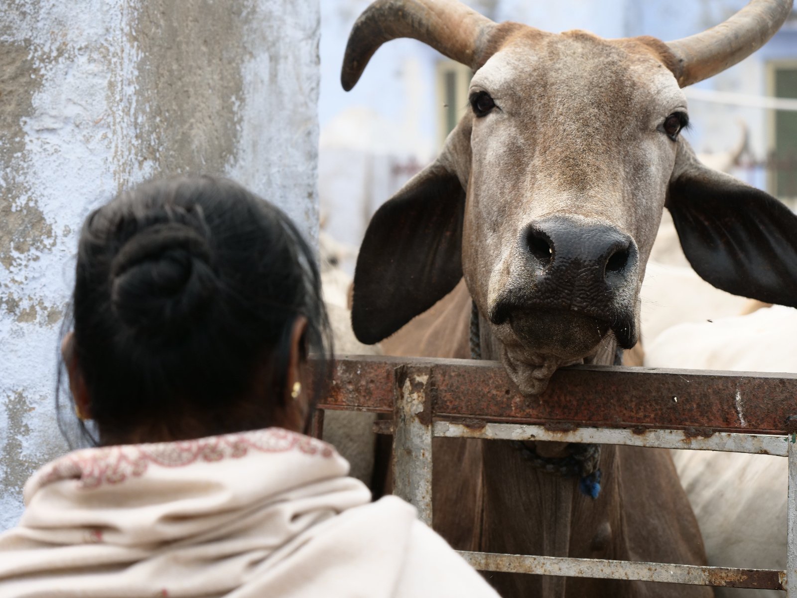  267 Gopashtami Radha kunda Govardhan 19.11.04